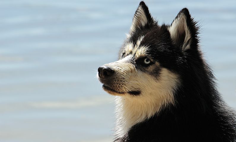 husky-3380550__480